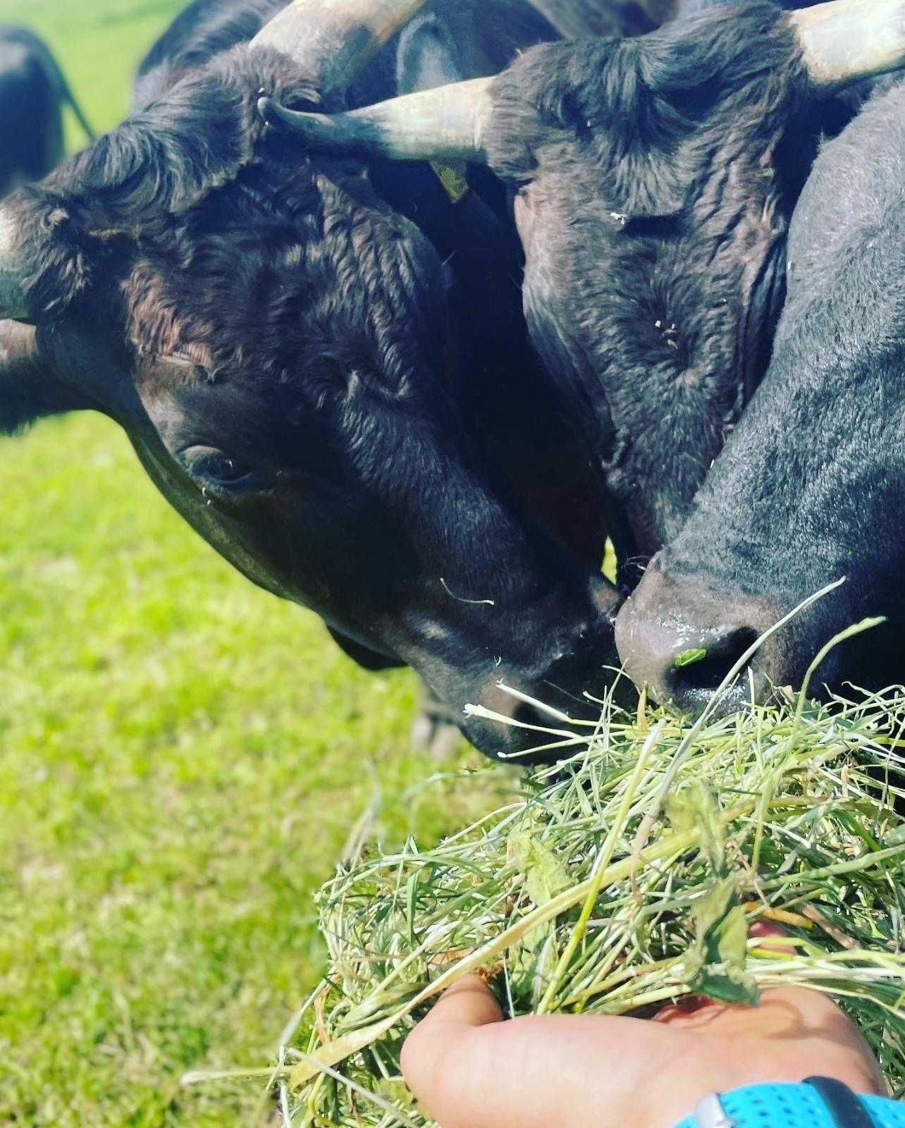 Unsere Wagyu-Zucht – Qualität beginnt auf der Weide