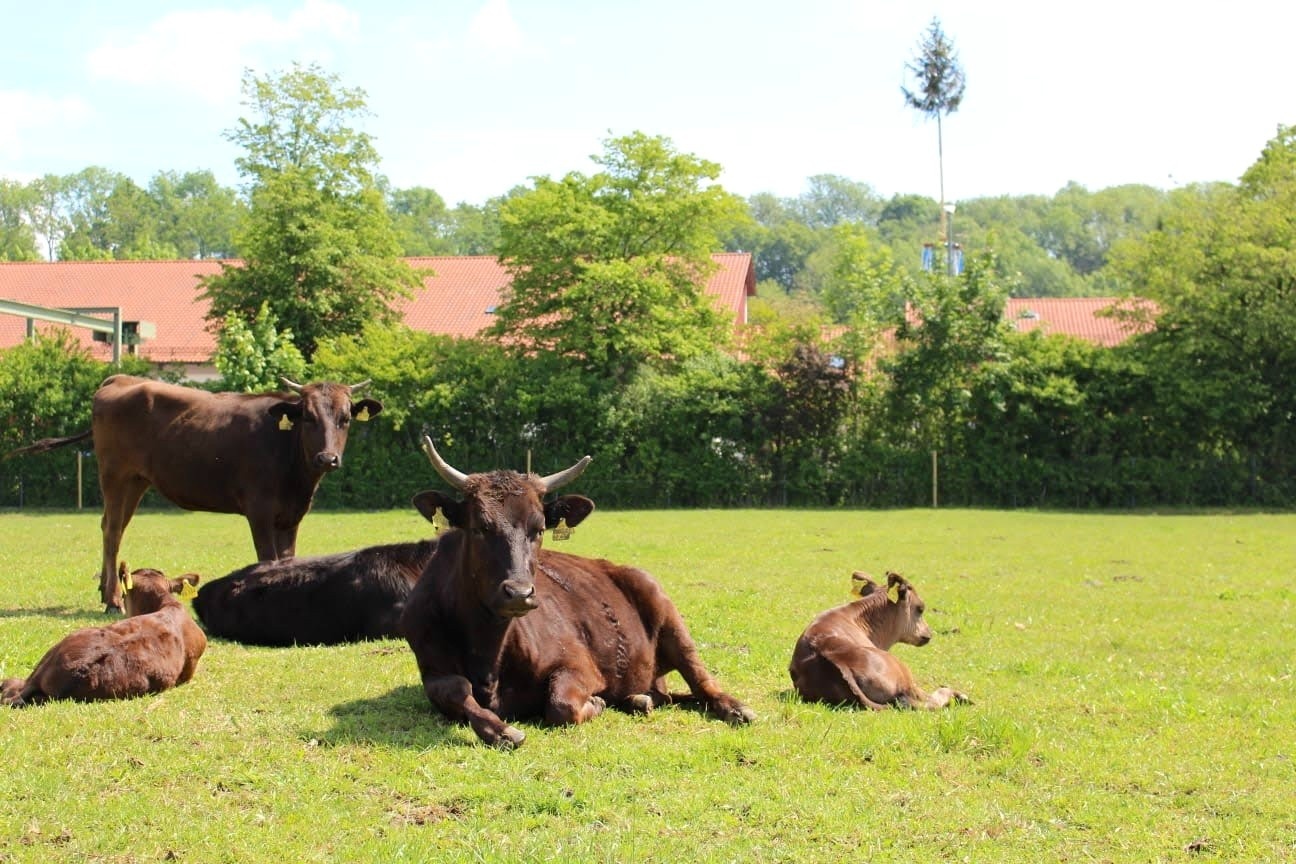 Kontakt zum Wagyu-hof: direkt, transparent und persönlich heute